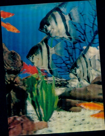 Pez TP 3D en un acuario